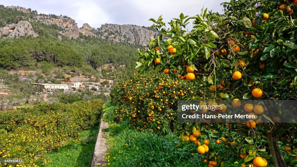 Orange grove near Soller, Majorca, Balearic Islands, Spain