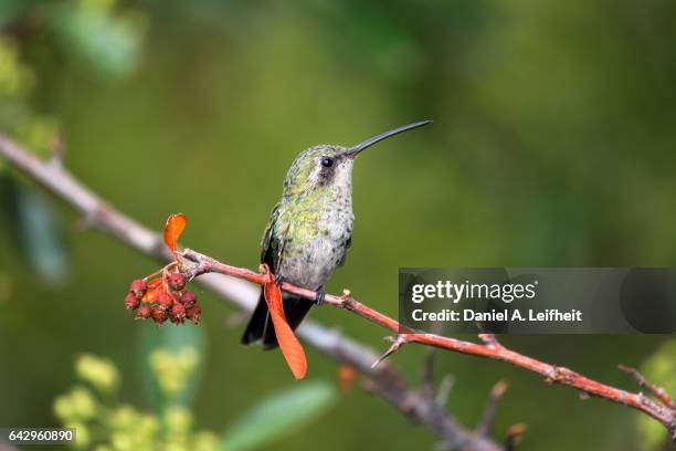 broad-billed hummingbird - broad billed hummingbird stock pictures, royalty-free photos & images