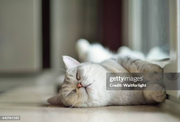 cat sleeping on ground - cat cute stockfoto's en -beelden