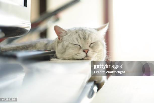 Cat sleeping on table