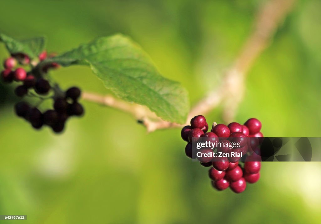 Callicarpa - Beautyberry - American Beautyberry - Lamiaceae