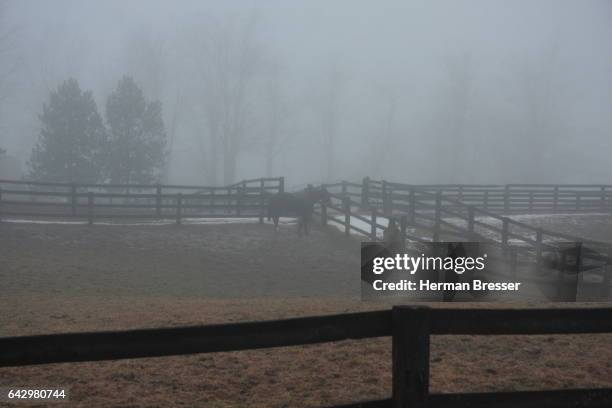 horses in the mist - milton ontario stock pictures, royalty-free photos & images