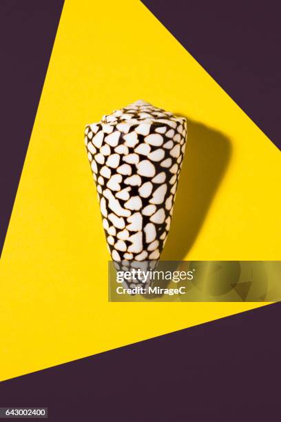 Cone Shell Background 178 Cone Shell Stock Photos, High-Res Pictures, and Images - Getty Images