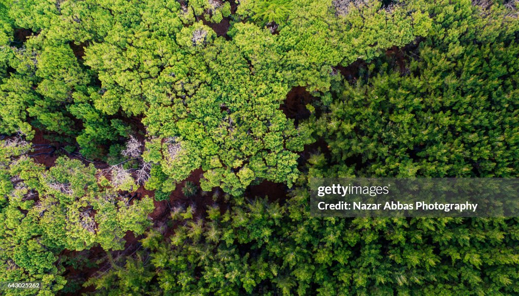 Aerial View Of Trees High-Res Stock Photo - Getty Images