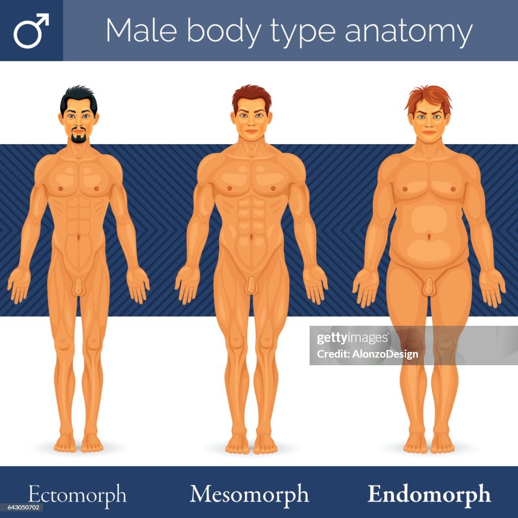 Männlicher Körper-Typ-Anatomie