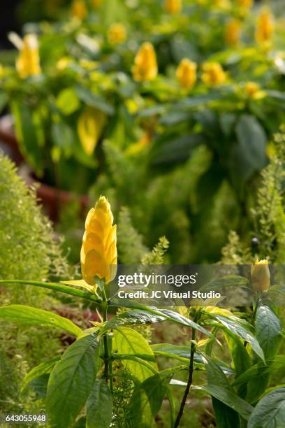 The Acanthaceae Yellow Flower High-Res Stock Photo