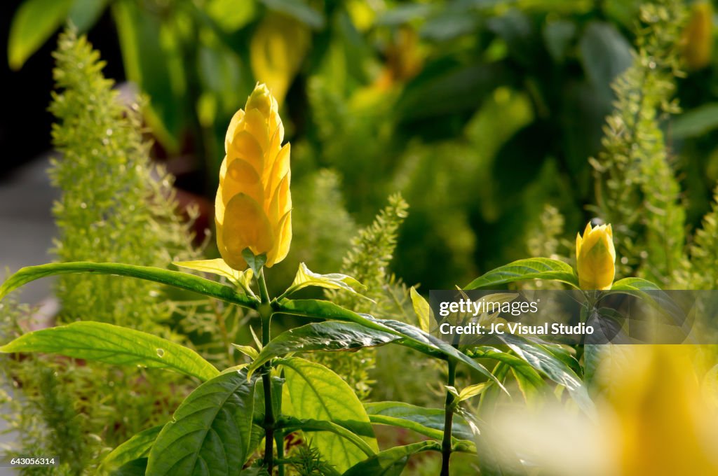 The Acanthaceae Yellow Flower