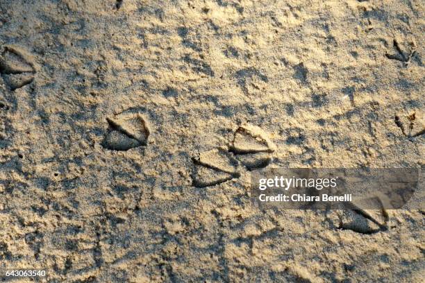 footprints of seagulls - gabbiano stockfoto's en -beelden