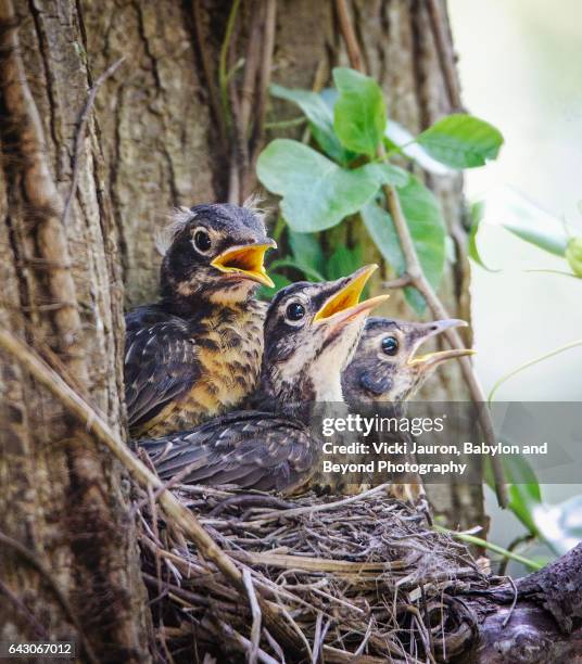 three american robin chicks in a nest - bird cry stock pictures, royalty-free photos & images