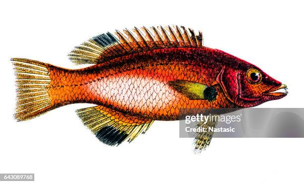 axilspot hogfish (cossyphus axillaris) - spotted wrasse stock illustrations