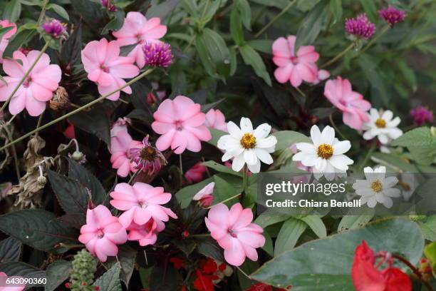 little colored flowers - pianta selvatica stock-fotos und bilder