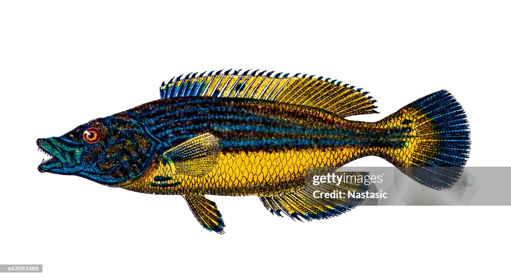 Cuckoo wrasse (Labrus mixtus)