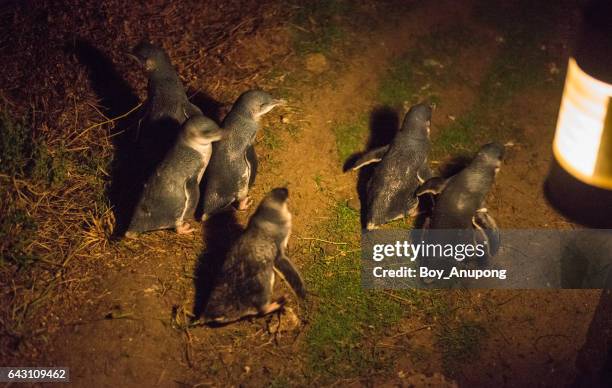 little penguin parade in summerland beach, phillip island, australia. - phillip island stockfoto's en -beelden