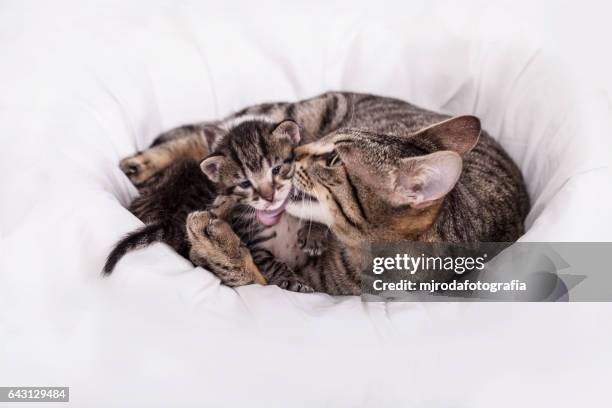 bath time in the feline family - mjrodafotografia stock pictures, royalty-free photos & images