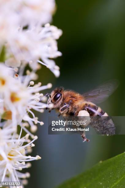 honey bee, hive bee (apis mellifera) in flight approaching blossoms of a cherry laurel (prunus laurocerasus) - hesselberg region, bavaria/germany - honey bee stock-fotos und bilder