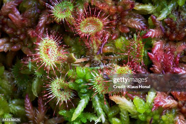 round-leaved sundew (drosera rotundifolia) blooming in a low moor  - bavaria/germany - rocío del sol fotografías e imágenes de stock