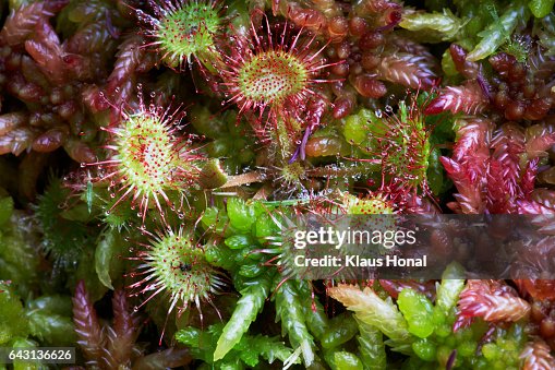 Round-leaved Sundew (Drosera rotundifolia) blooming in a low moor - Bavaria/Germany Round-leaved Sundew (Drosera rotundifolia) blooming in a low moor - Bavaria/Germany