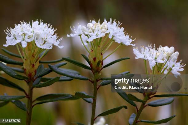 marsh labrador tea (rhododendron tomentosum, ledum palustre) in full of bloom - germany - ledum palustre stockfoto's en -beelden