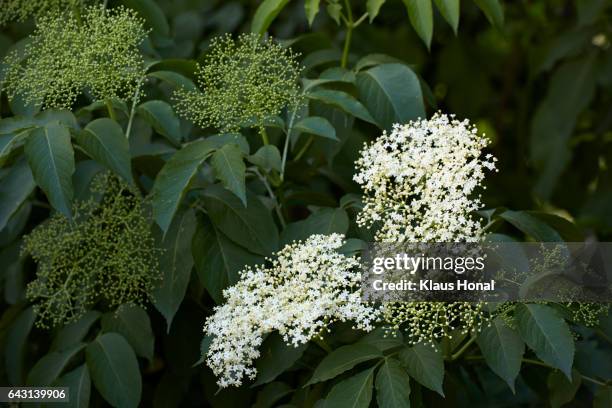 red elderberry bush (sambucus racemosa) flowering - germany - elderberry stock-fotos und bilder