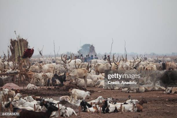 Ankole-Watusi cattles are seen in Terekeka town of Juba, South Sudan on February 9, 2017. Munda people, a small ethnic group of South Sudan, provide...