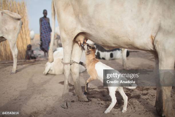 Baby cattle try to feed itself in Terekeka town of Juba, South Sudan on February 9, 2017. Munda people, a small ethnic group of South Sudan, provide...