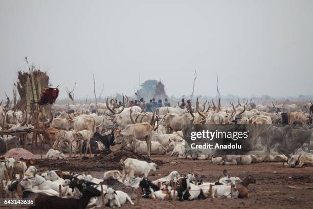 Ankole-Watusi cattles are seen in Terekeka town of Juba, South Sudan on February 9, 2017. Munda people, a small ethnic group of South Sudan, provide...