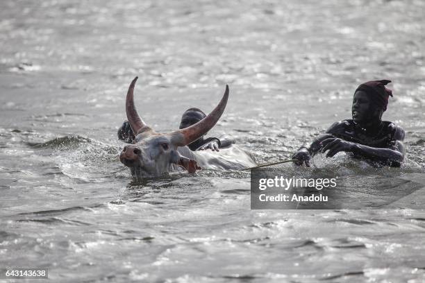Mundari men try to pass across the Nile river with their cattle in Terekeka town of Juba, South Sudan on February 9, 2017. Munda people, a small...
