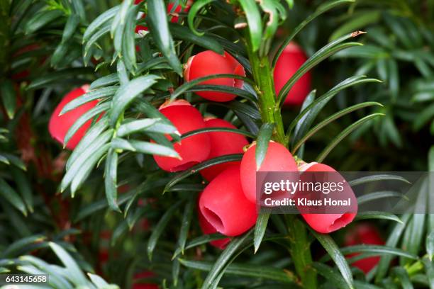 common yew or european yew tree (taxus baccata) with ripe berries in autumn - tejo fotografías e imágenes de stock