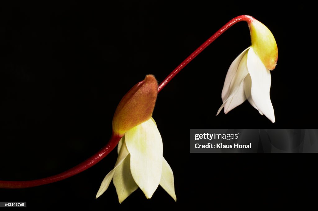 Sun Pitcher plant (Heliamphora minor) flowering