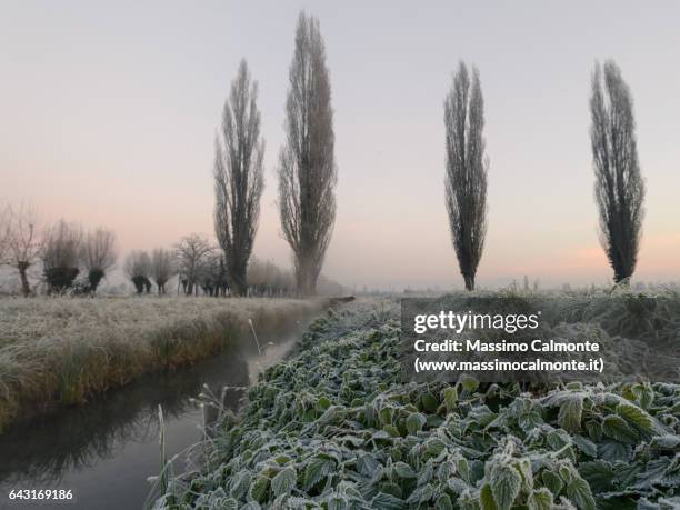 early morning in the frozen countryside - 樹氷 ストックフォトと画像