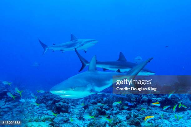 sharks on the reef - caribbean reef shark stock pictures, royalty-free photos & images