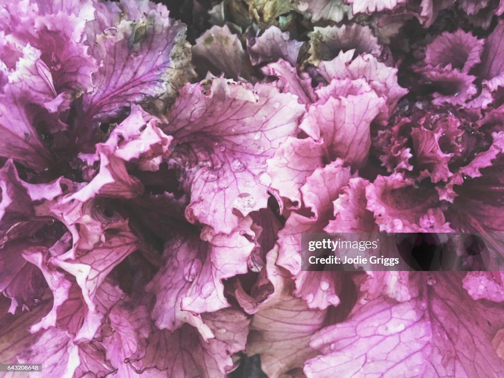 Close up view of Purple Kale Leaves covered in water droplets