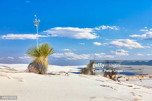 white sands national monument,new mexico,usa - yucca stock pictures, royalty-free photos & images