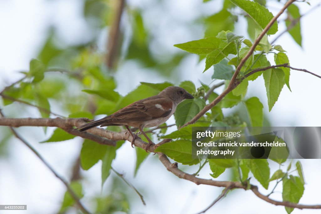 Southern grey-headed sparrow.