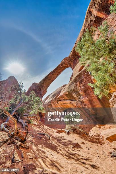 arches national park in utah,usa - devil's garden arches national park stock pictures, royalty-free photos & images