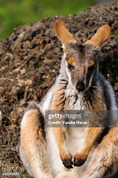 a sitting wallaby leaning on a rock - カンガルー stock-fotos und bilder