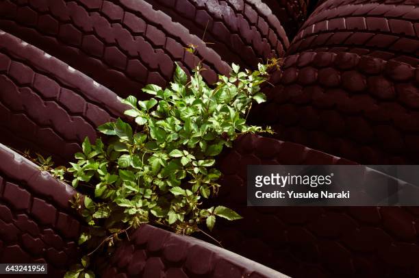 plants growing from the gap of stacking tires - 繁殖力 stock-fotos und bilder