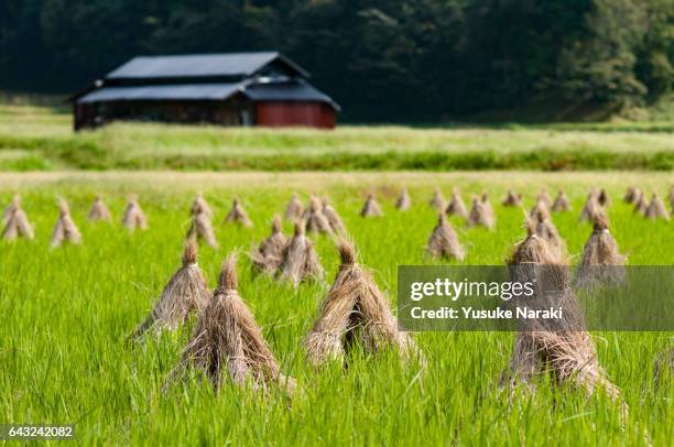 straw binded in sheafs on a rice field - 農作業 foto e immagini stock