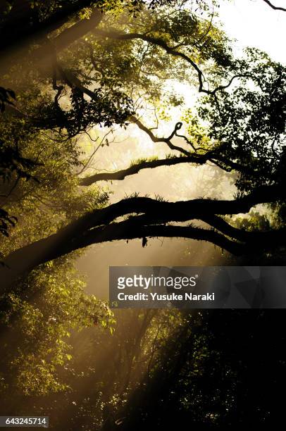 sunlight in misty forest - 太陽光線 stock pictures, royalty-free photos & images