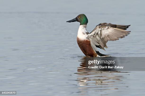 shoveler / northern shoveller (anas clypeata) - male - barbade stock-fotos und bilder