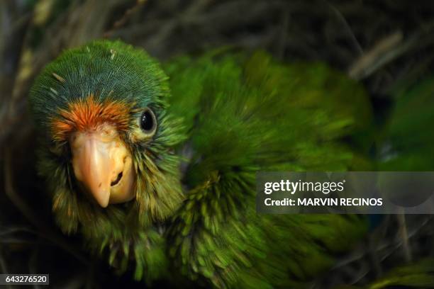 An orange parrot is photographed at "El Tronador" Wildlife Rescue Center in Berlin, 107 kilometres southwest of San Salvador on February 20, 2017....