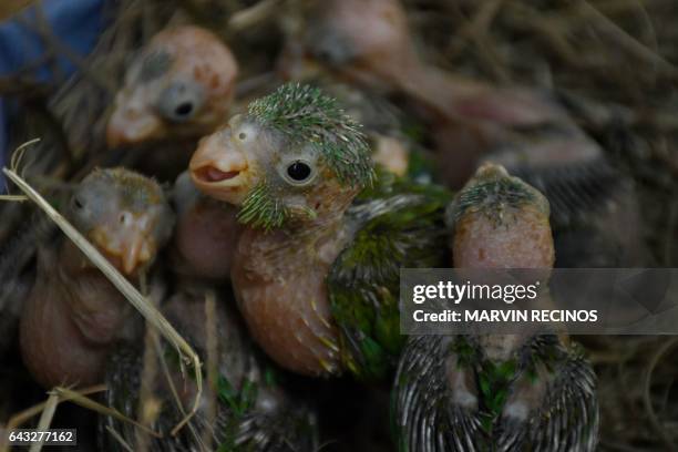 Orange parrot and catalnica chicks are pictured at "El Tronador" Wildlife Rescue Center in Berlin, 107 kilometres southwest of San Salvador on...