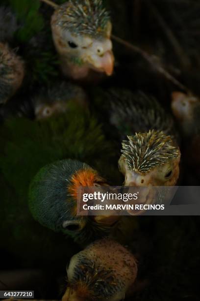 An orange parrot and catalnica chicks are pictured at "El Tronador" Wildlife Rescue Center in Berlin, 107 kilometres southwest of San Salvador on...