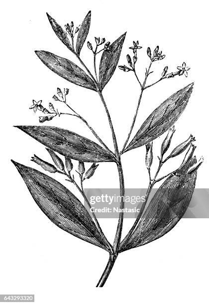 cinchona officinalis (quinindenbaum) - tree bark stock-grafiken, -clipart, -cartoons und -symbole