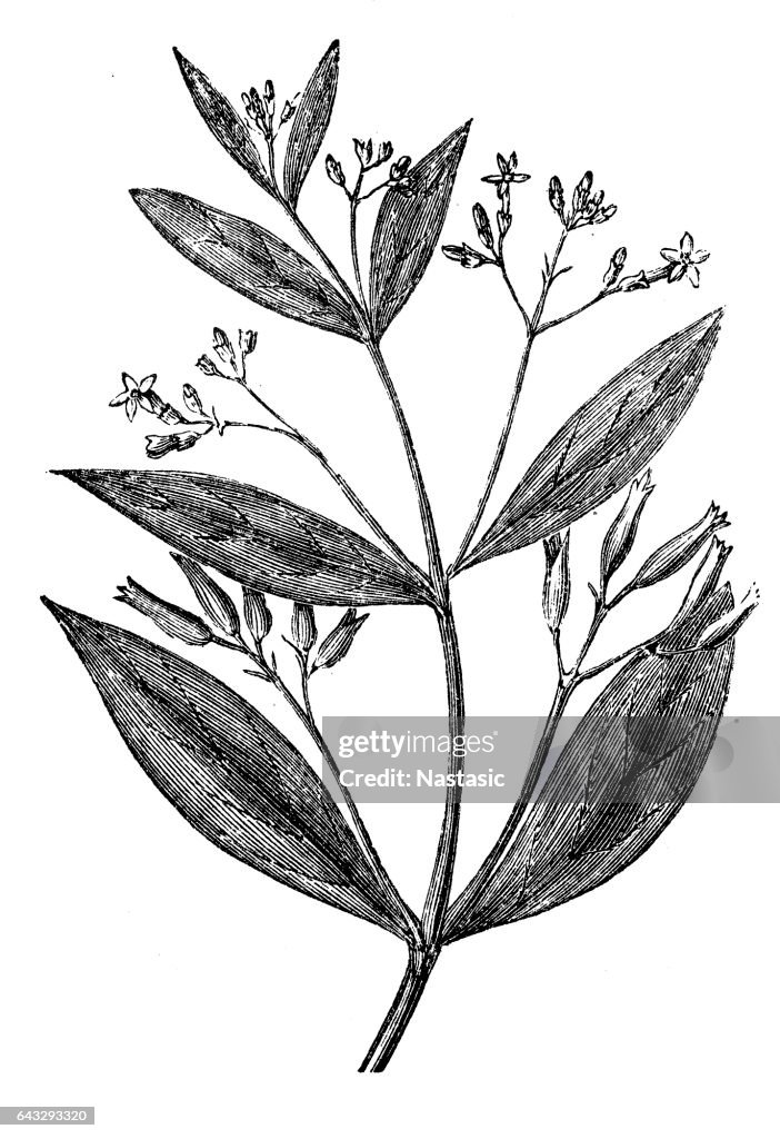 Cinchona officinalis (Quinine Bark tree)