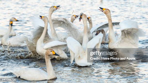 migratory swans - 茨城県 stock pictures, royalty-free photos & images