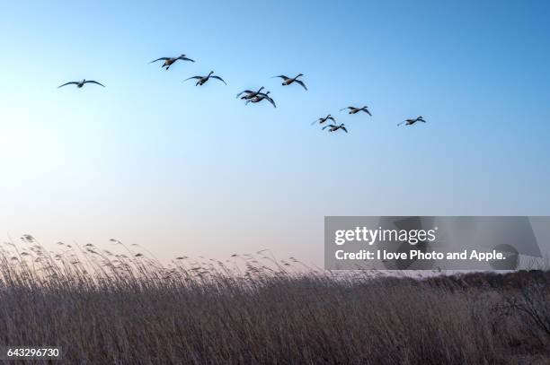 migratory swans - ibaraki prefecture stock pictures, royalty-free photos & images