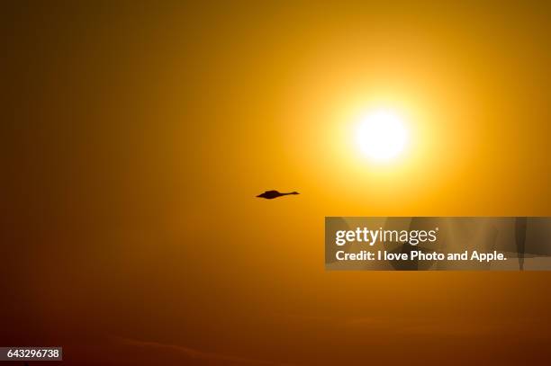 migratory swans - 茨城県 stock pictures, royalty-free photos & images