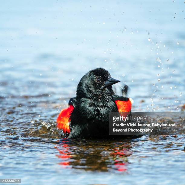 red winged blackbird taking a bath - rotschulterstärling stock-fotos und bilder