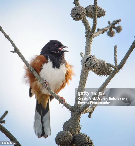 eastern towhee in pines at fire island lighthouse - towhee stock pictures, royalty-free photos & images